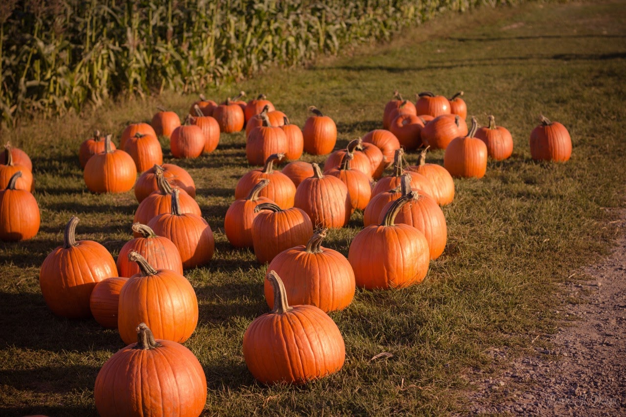 Jack O'Lantern Fun